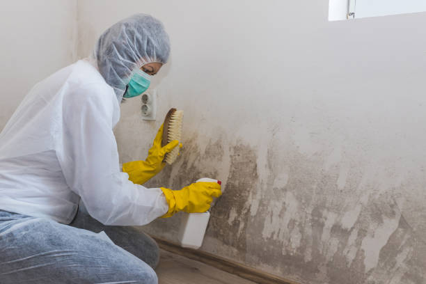 Best Mold Inspection  in Caledonia, WI