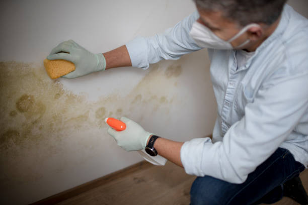 Best Attic Mold Removal  in Caledonia, WI