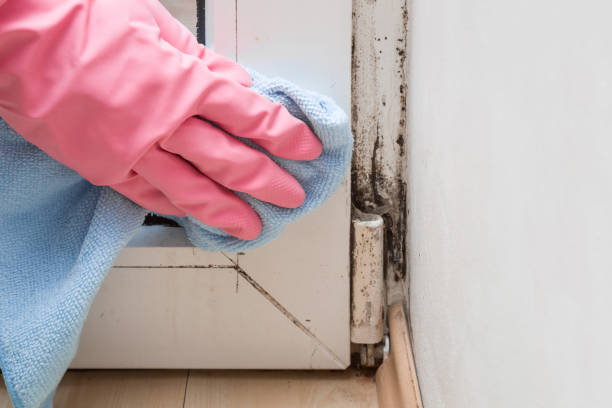 Best Mold Damage Repair  in Caledonia, WI