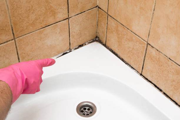 Best Toxic Mold Removal  in Caledonia, WI